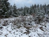 2021-11-27 - Erster Schnee im Solling (2)